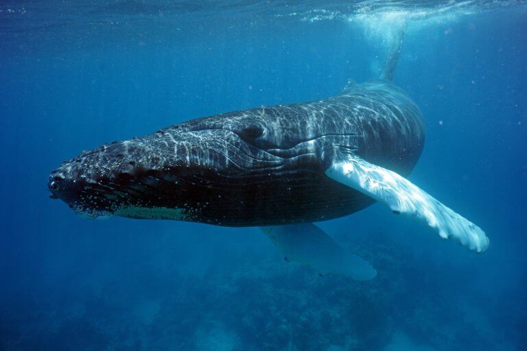 Whale Watching in Bermuda