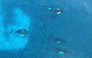 Whale Watching in Bermuda