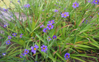 Do You Know About Bermuda’s National Flower, and Ireland’s National Rate Postage Stamp?