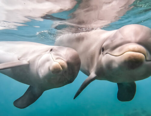 Dolphin Quest Bermuda